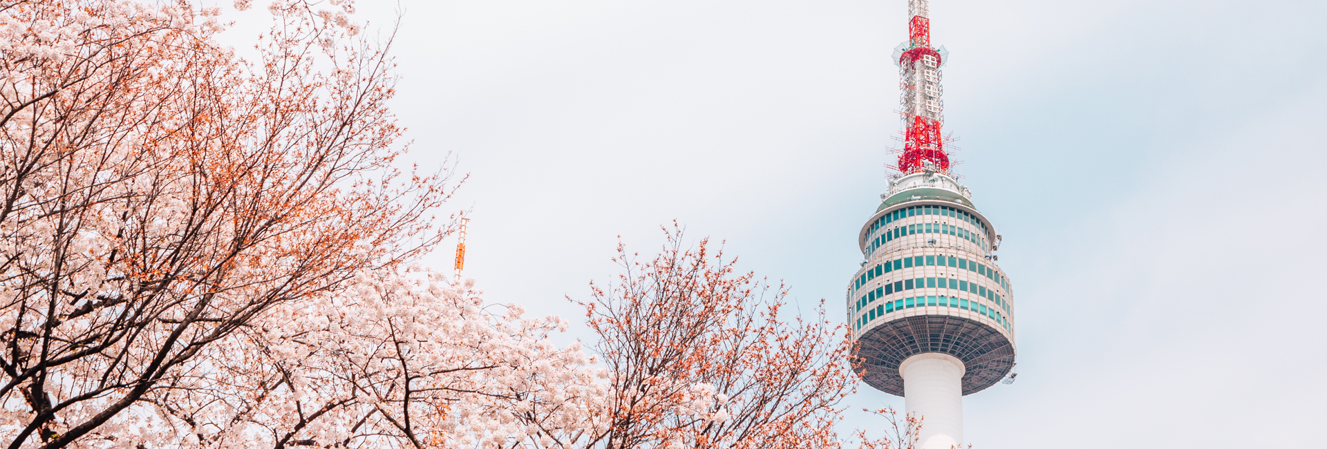 Experience Spring in South Korea