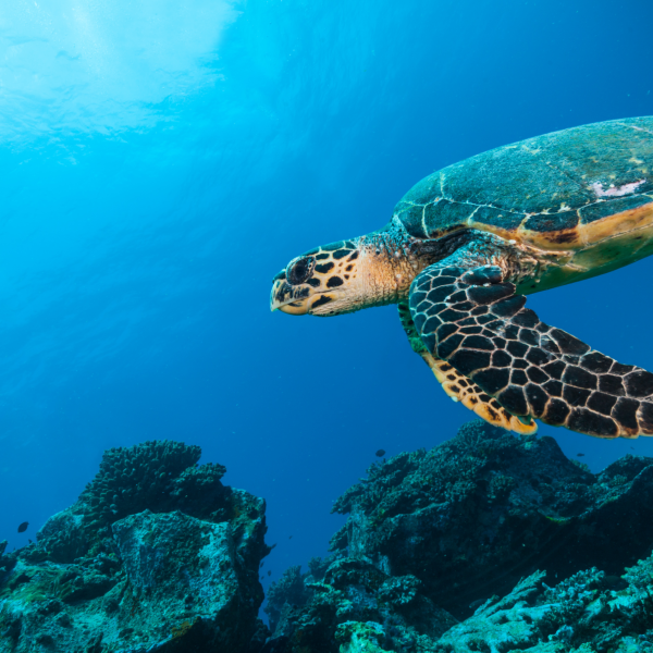 Seychelles 2